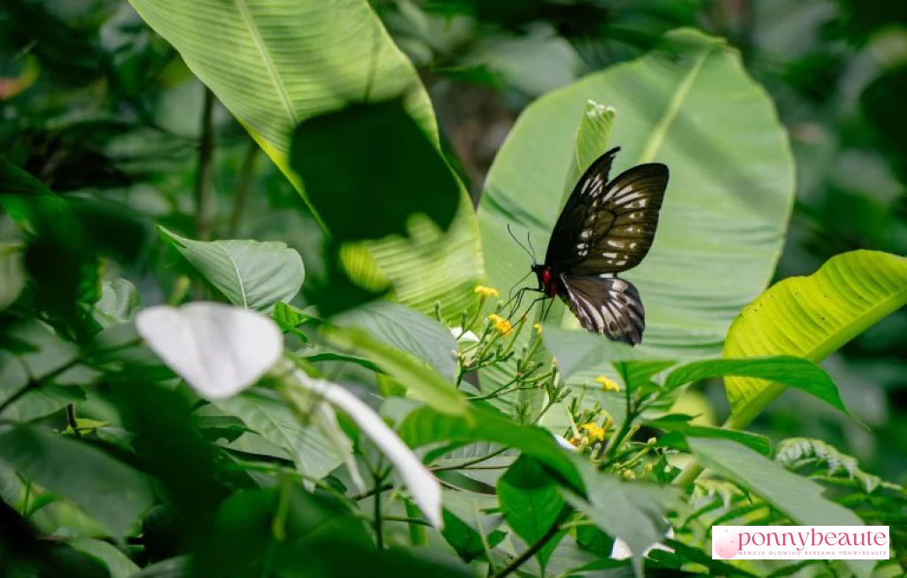 Pedoman Media Siber Perempuan
